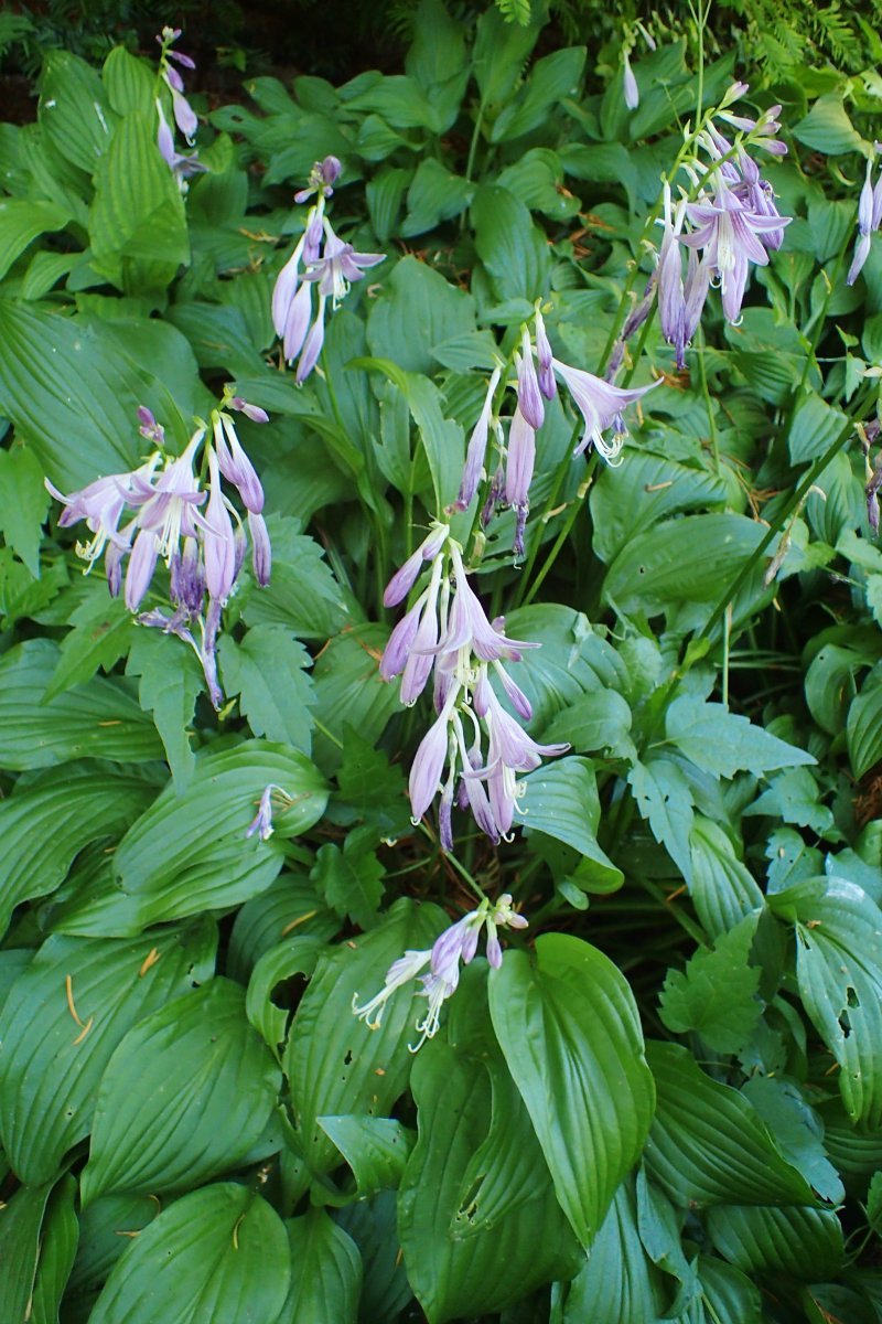 Хоста белоокаймленная - фото 11