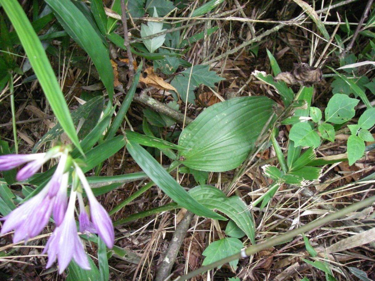 Хоста белоокаймленная - фото 8