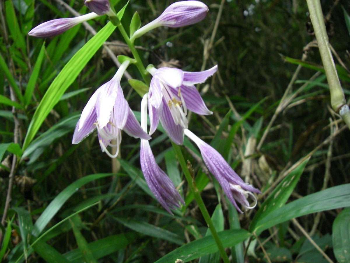 Хоста белоокаймленная - фото 6