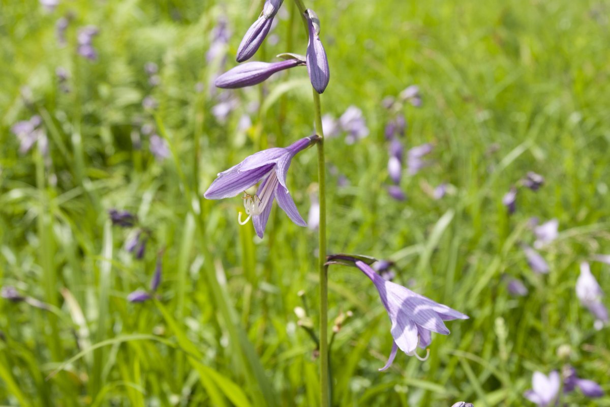 Хоста белоокаймленная - фото 4