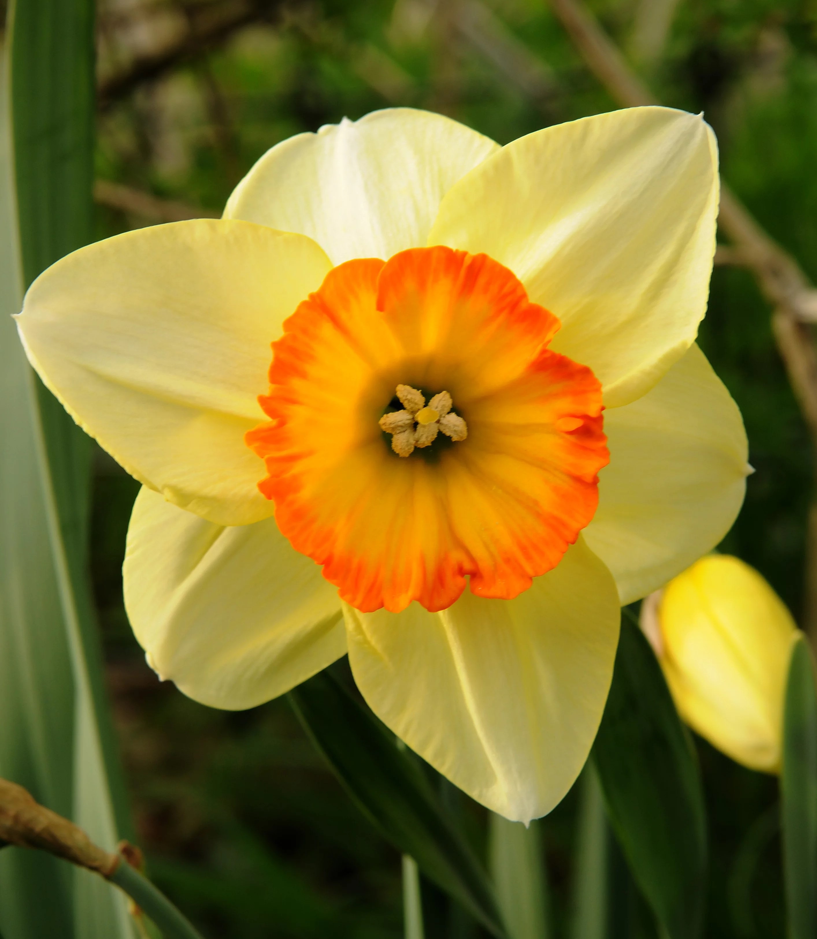 Нарцисс крупнокорончатый Пацифик Рим