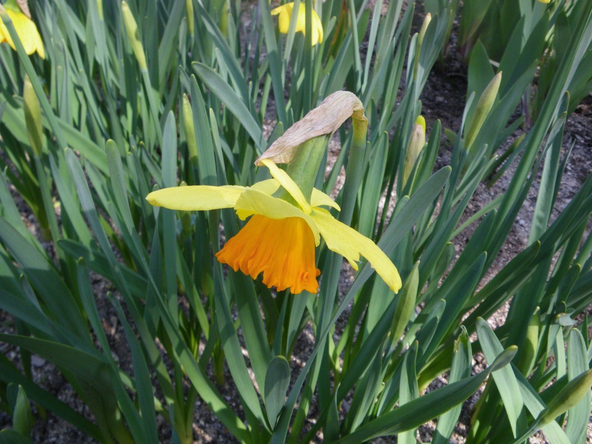 Нарцисс крупнокорончатый Ред Девон - фото 4