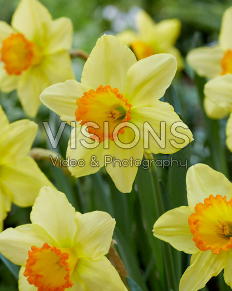 Нарцисс крупнокорончатый Ред Девон