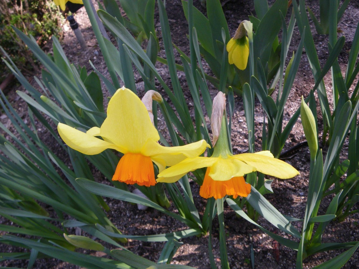 Нарцисс крупнокорончатый Ред Девон - фото 5