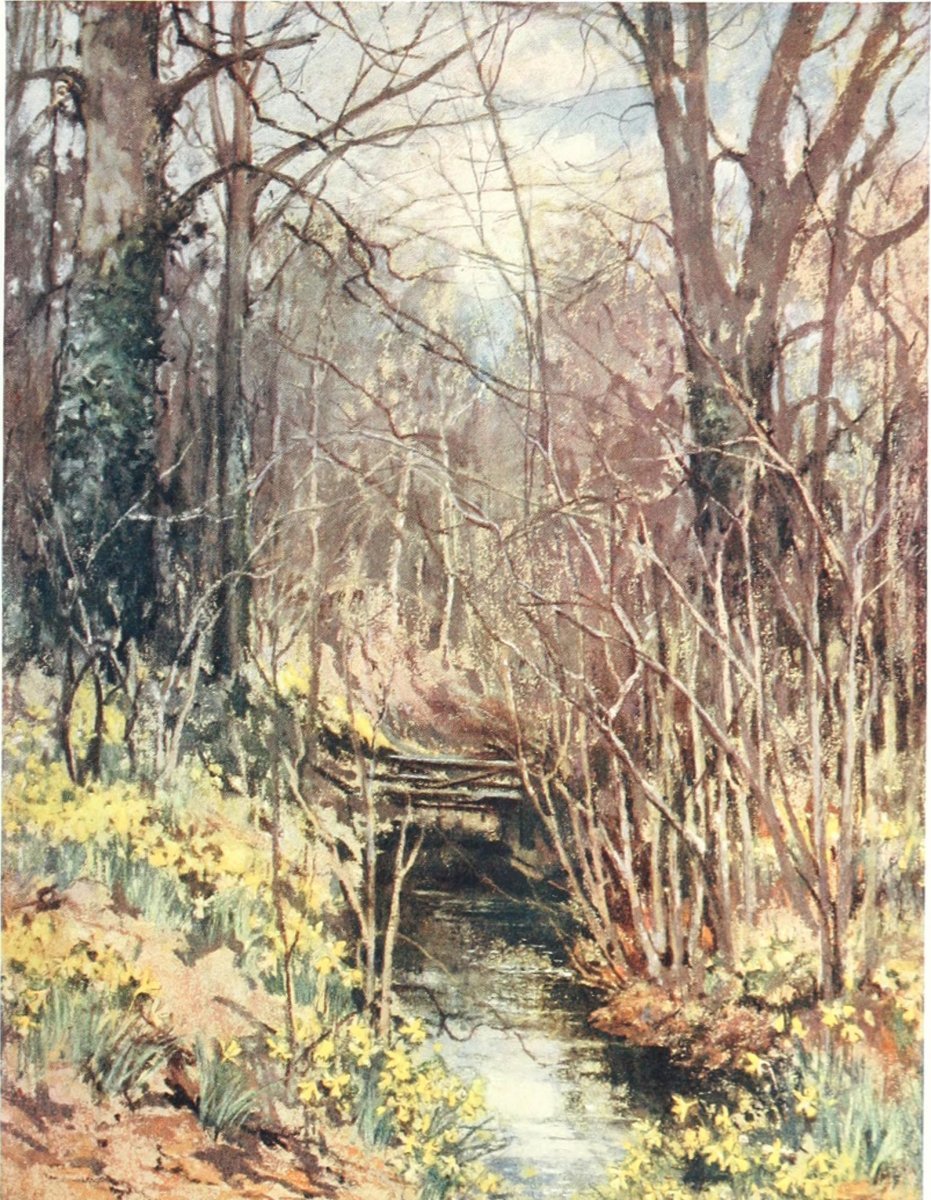 Нарцисс крупнокорончатый Риот - фото 10