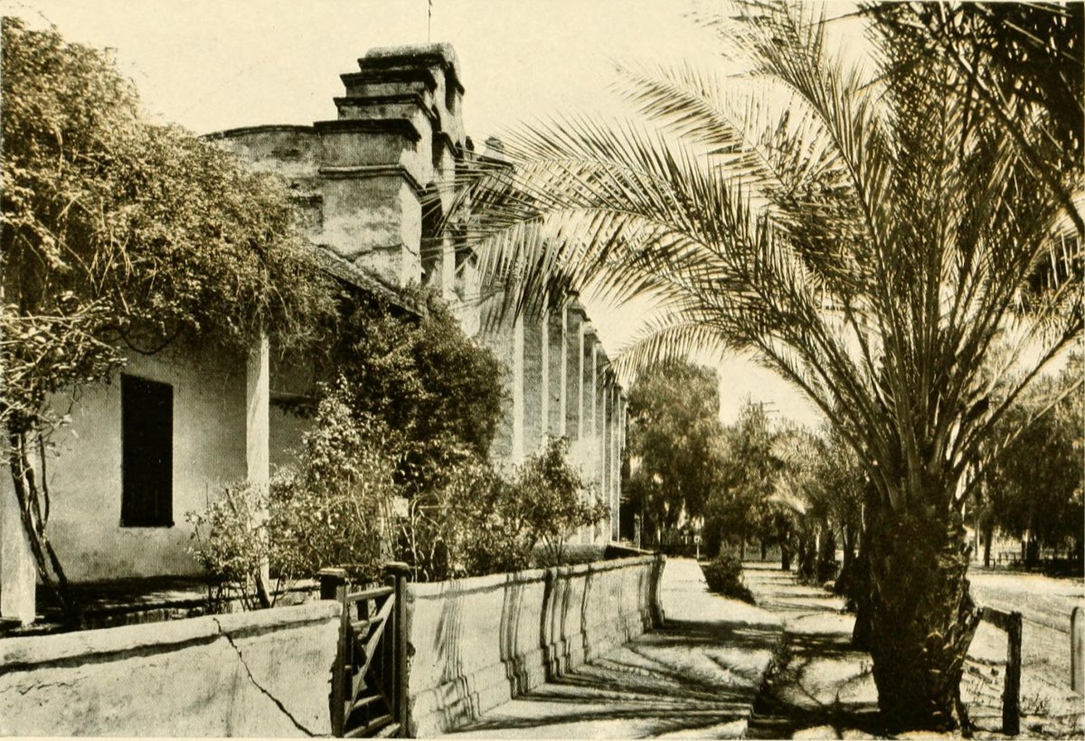 Нарцисс крупнокорончатый Риот - фото 11