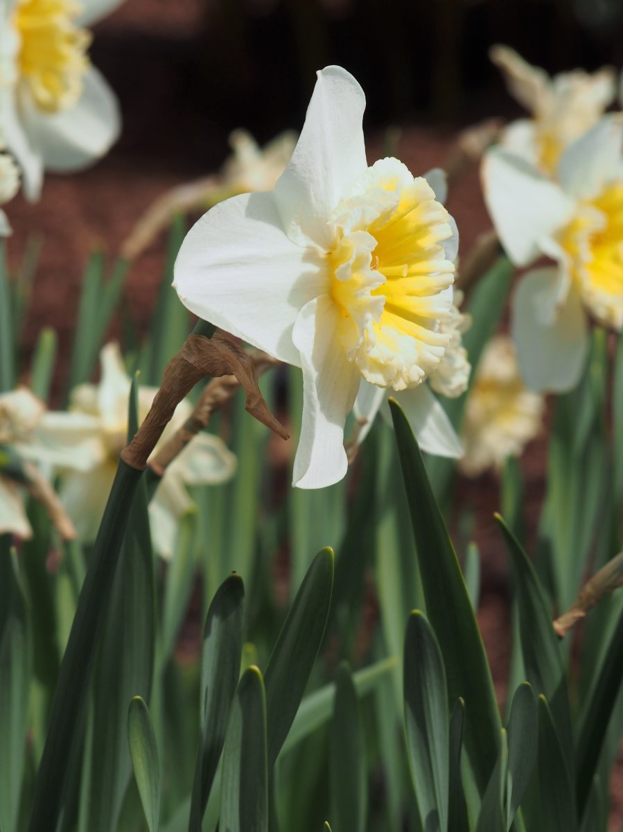 Нарцисс крупнокорончатый Слим Уитман - фото 3