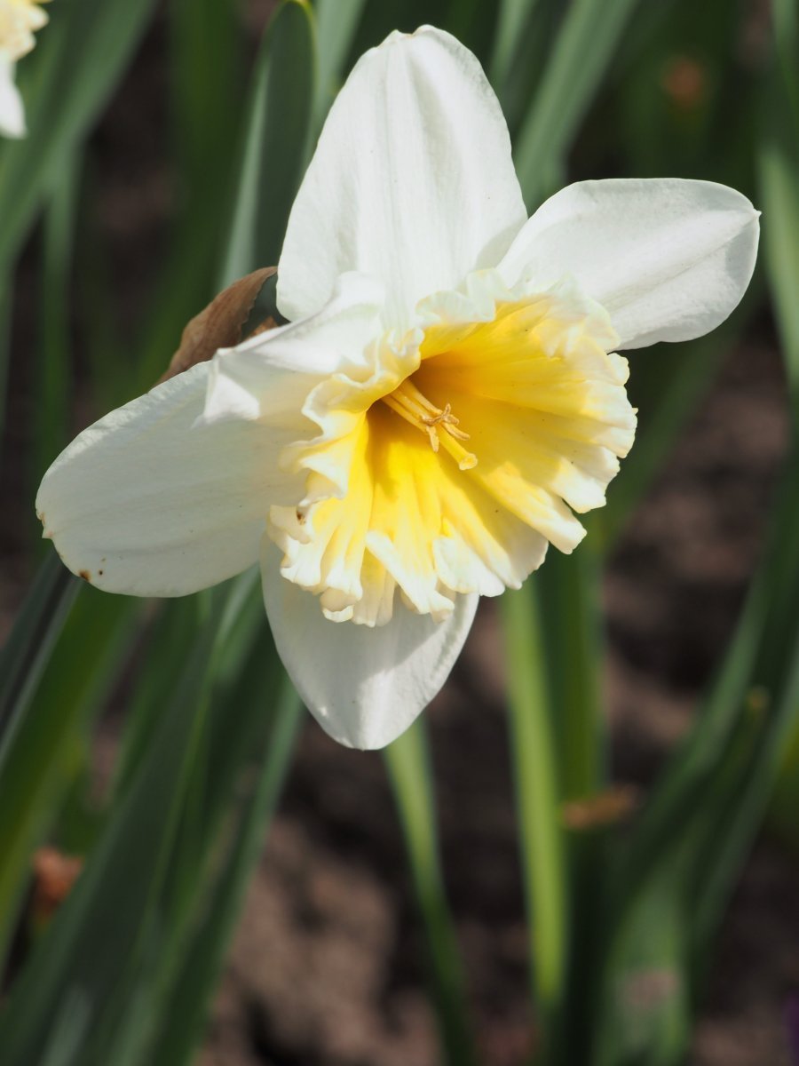 Нарцисс крупнокорончатый Слим Уитман - фото 4