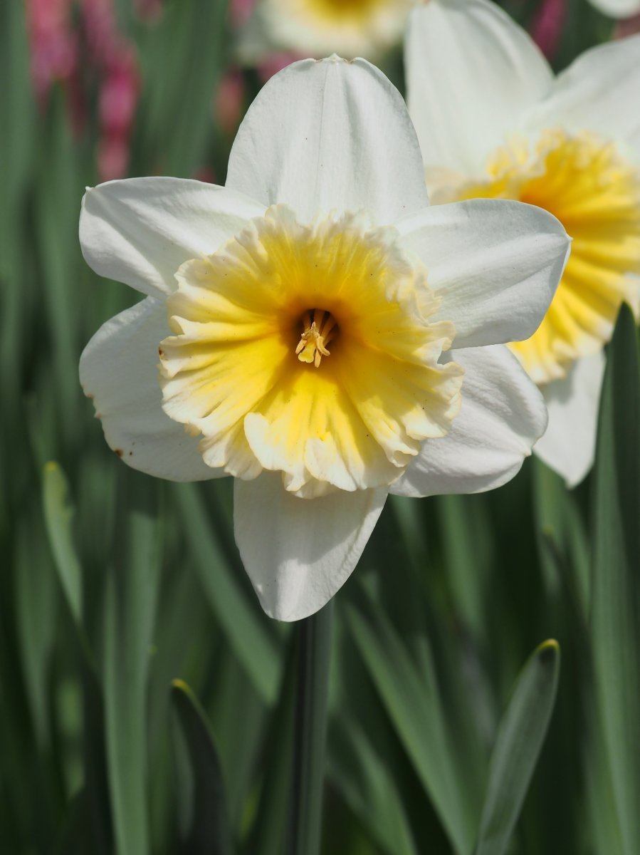 Нарцисс крупнокорончатый Слим Уитман - фото 5