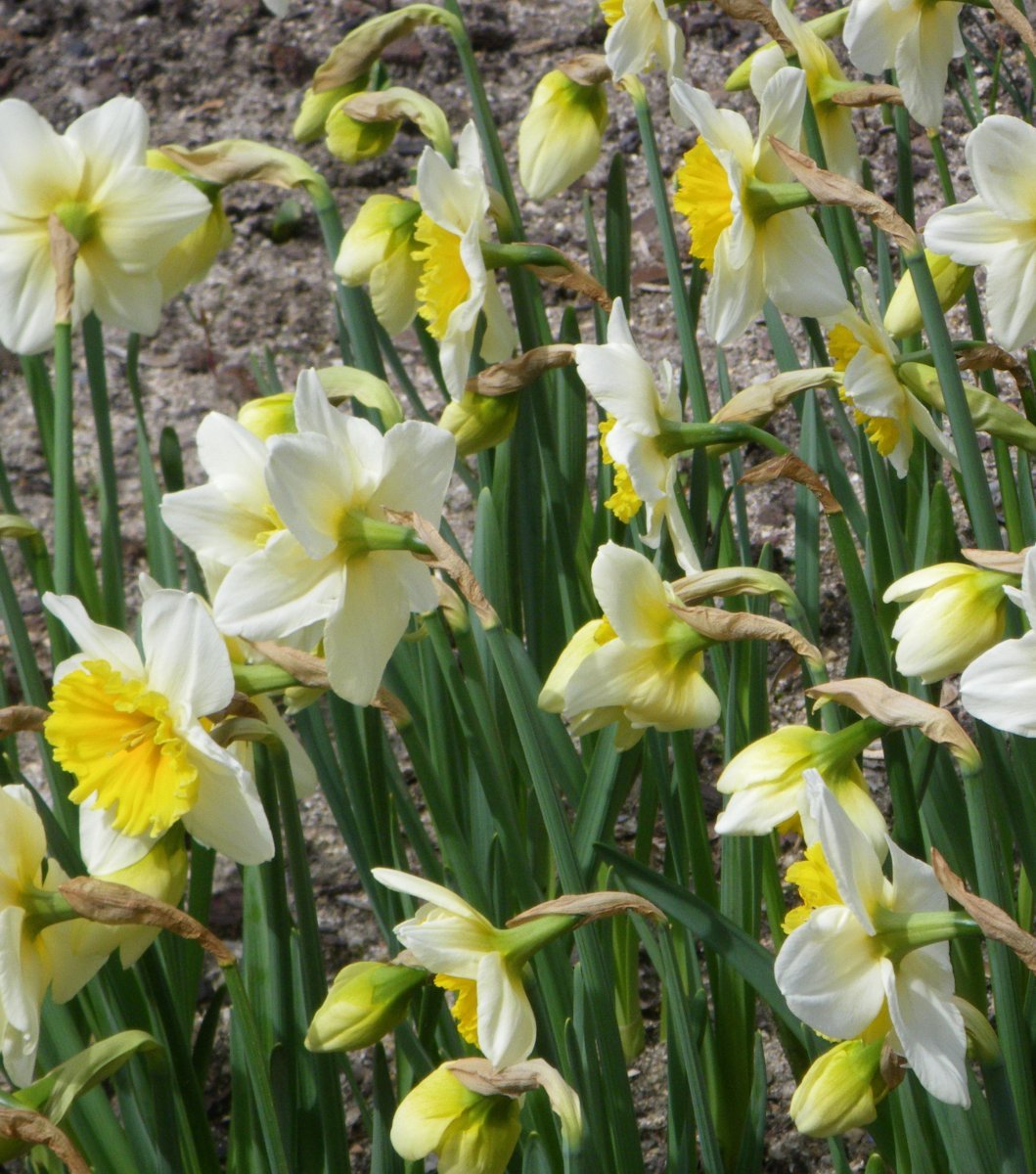 Нарцисс крупнокорончатый Слим Уитман - фото 6