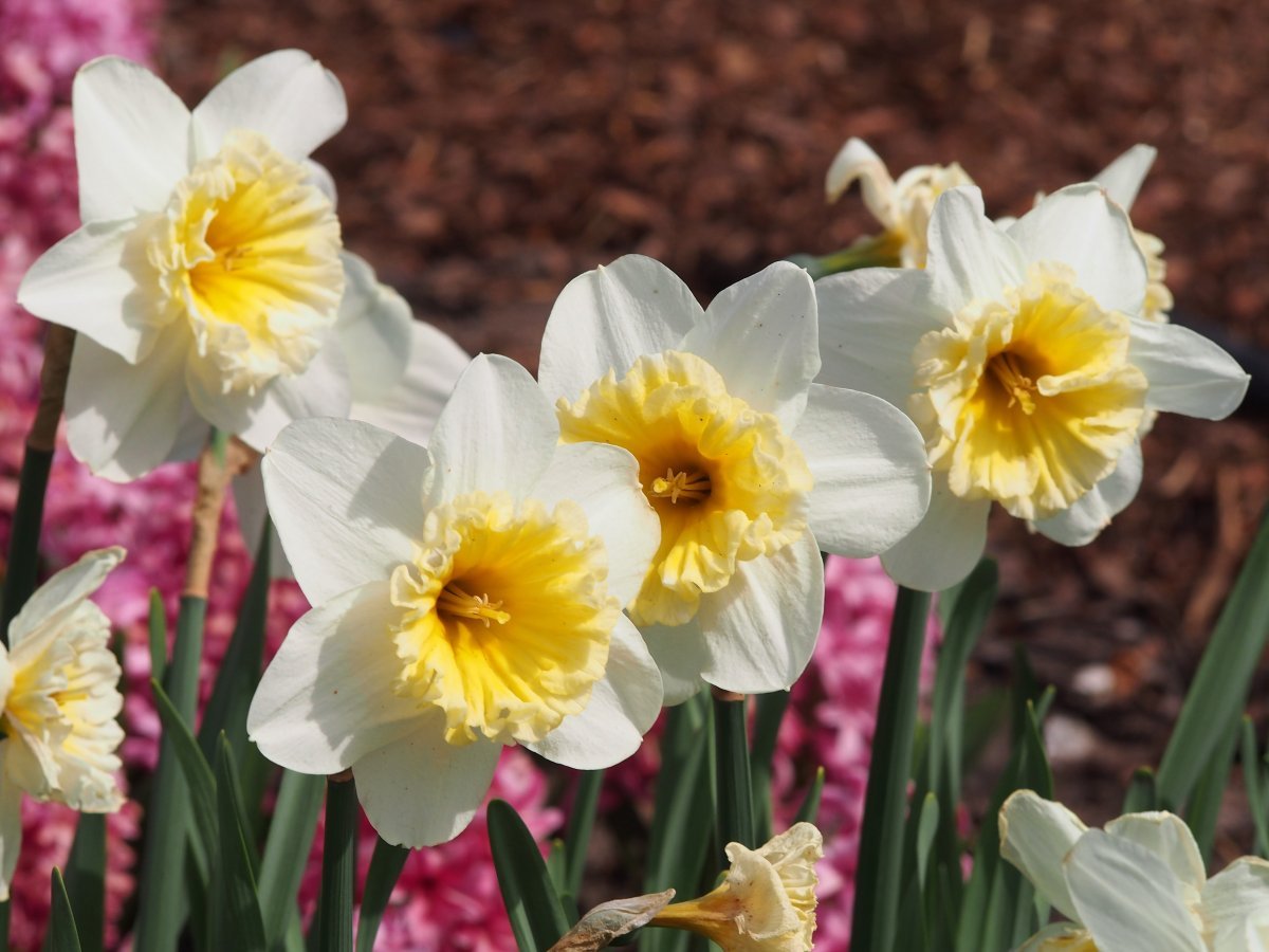 Нарцисс крупнокорончатый Слим Уитман - фото 2