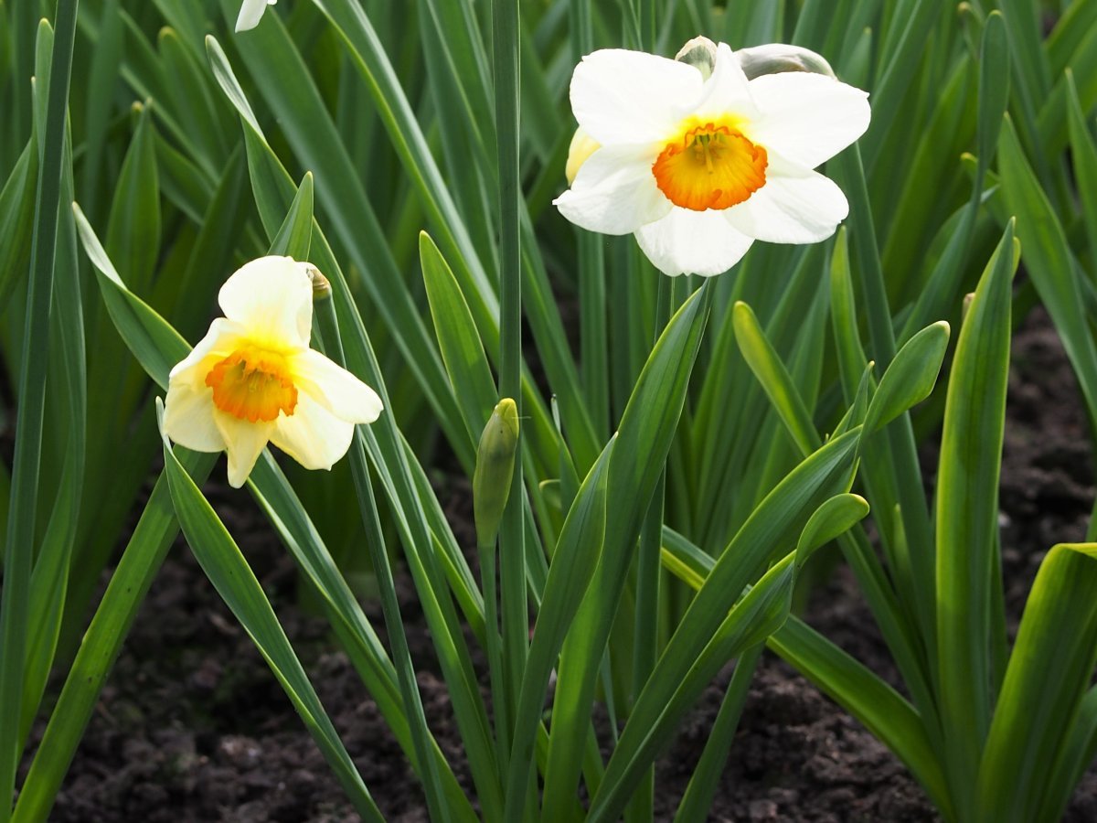 Нарцисс крупнокорончатый Флауэр Рекорд - фото 4