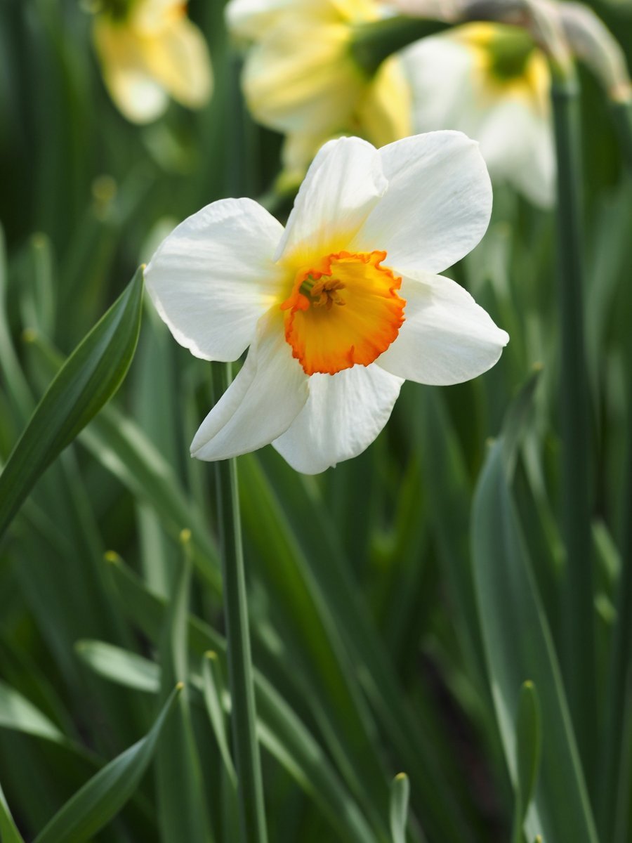 Нарцисс крупнокорончатый Флауэр Рекорд - фото 5