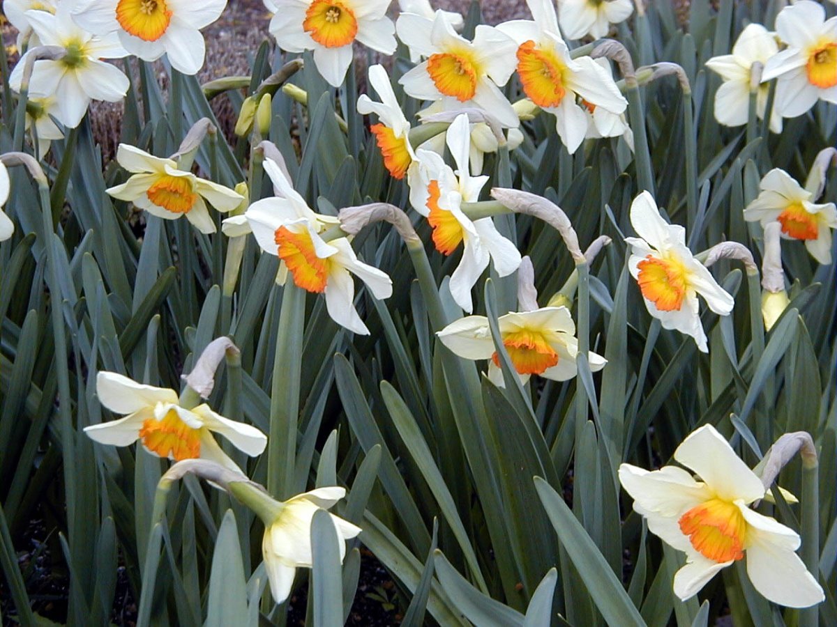 Нарцисс крупнокорончатый Флауэр Рекорд - фото 2