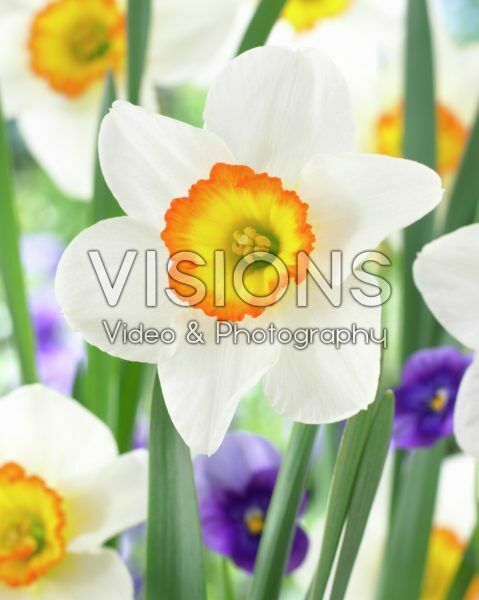 Нарцисс крупнокорончатый Флауэр Рекорд