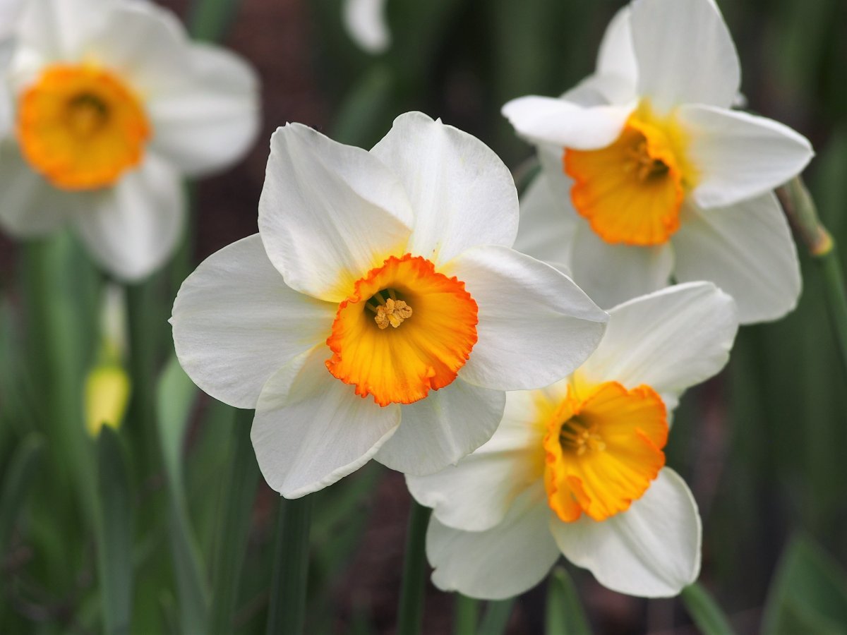 Нарцисс крупнокорончатый Флауэр Рекорд - фото 9