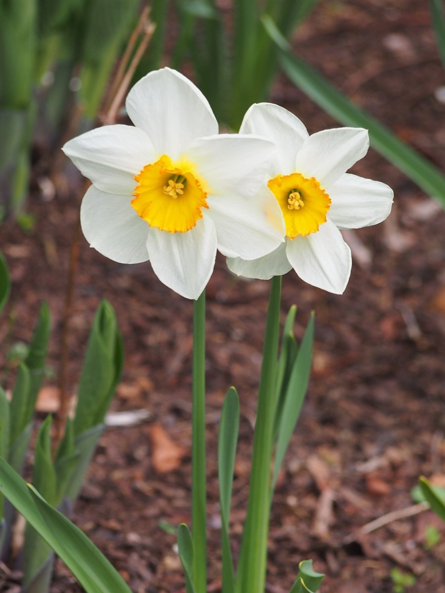 Нарцисс крупнокорончатый Флауэр Рекорд - фото 6