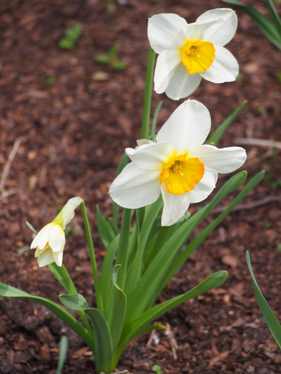 Нарцисс крупнокорончатый Флауэр Рекорд - фото 7