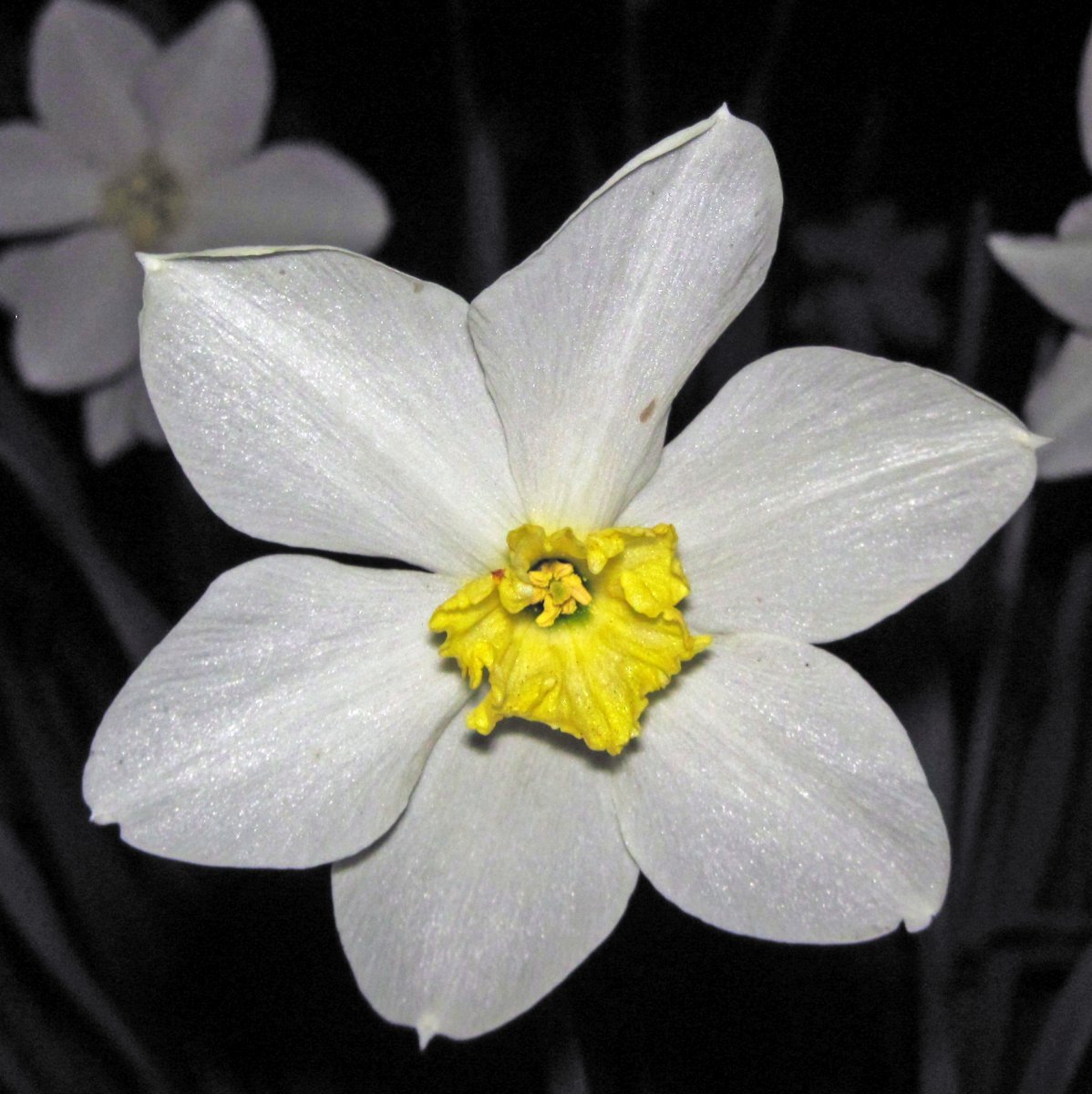 Нарцисс крупнокорончатый Флауэр Рекорд - фото 11