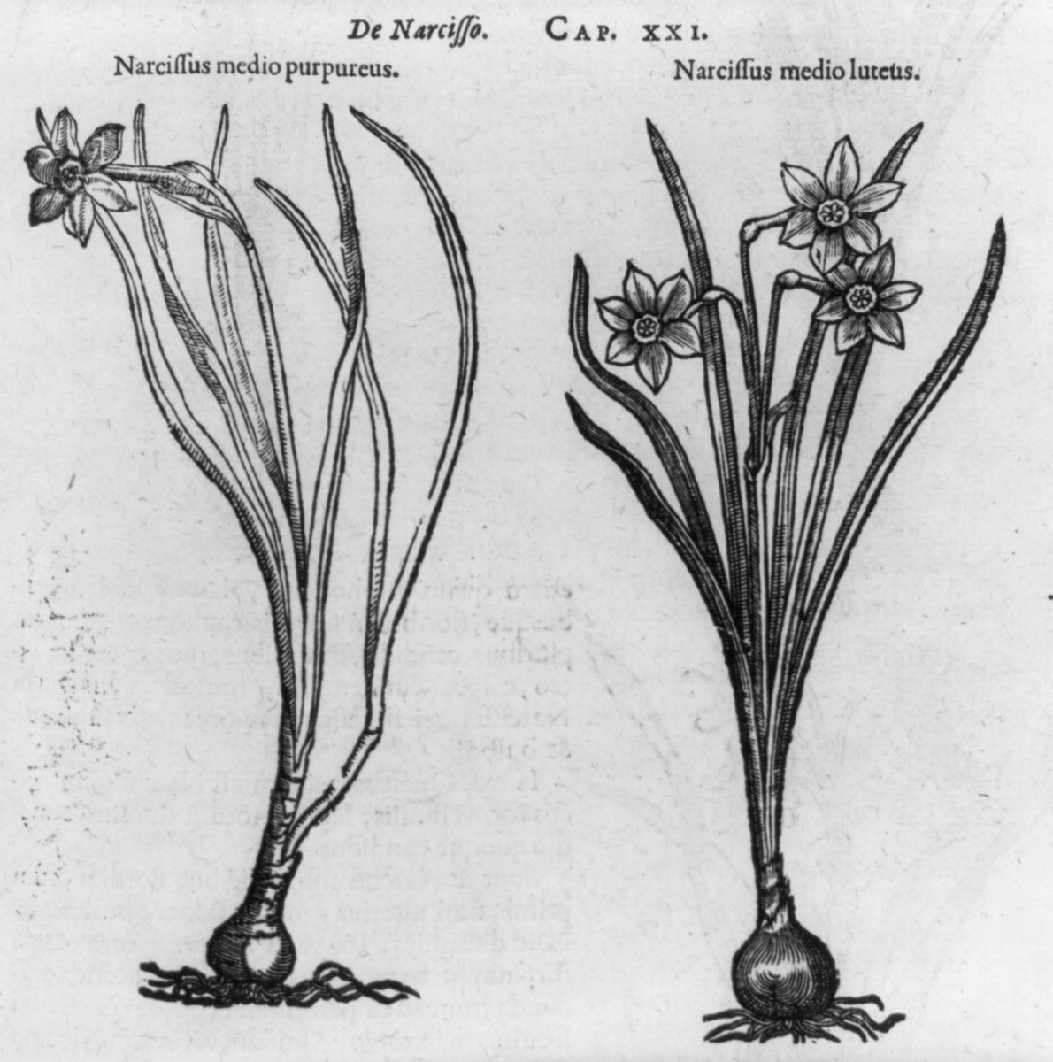 Нарцисс крупнокорончатый Флауэр Рекорд - фото 10