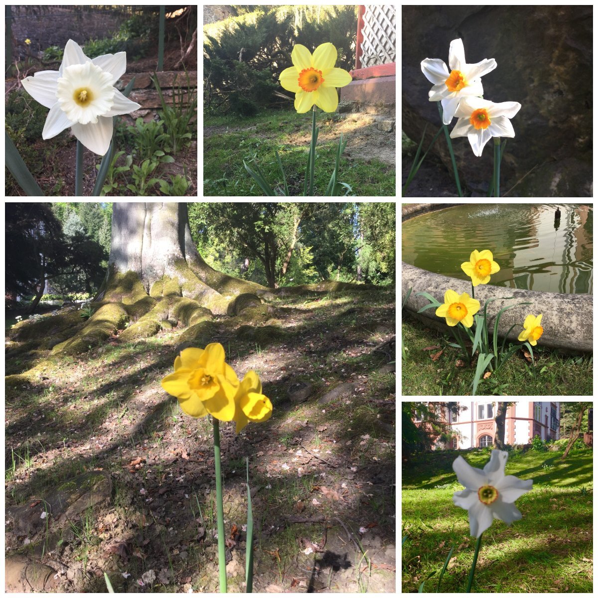 Нарцисс крупнокорончатый Эксент - фото 8