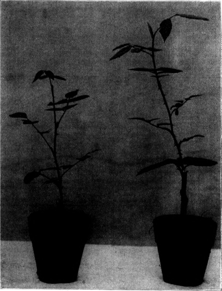 Нарцисс крупнокорончатый Эксент - фото 4