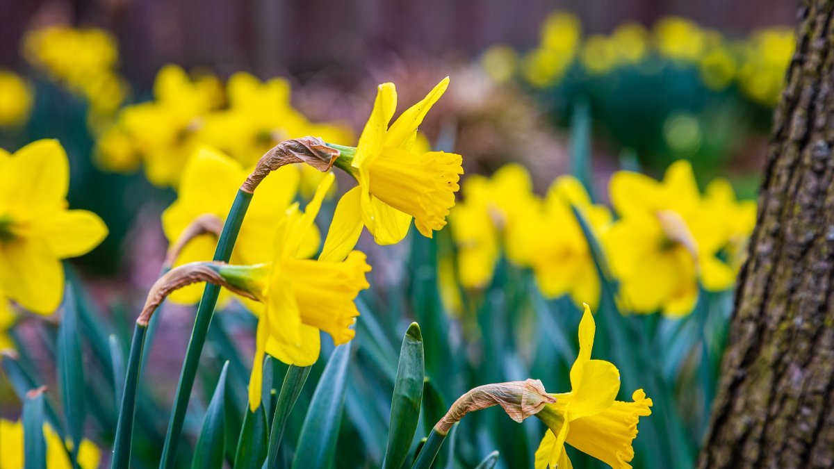 Нарцисс крупнокорончатый Эксент - фото 9