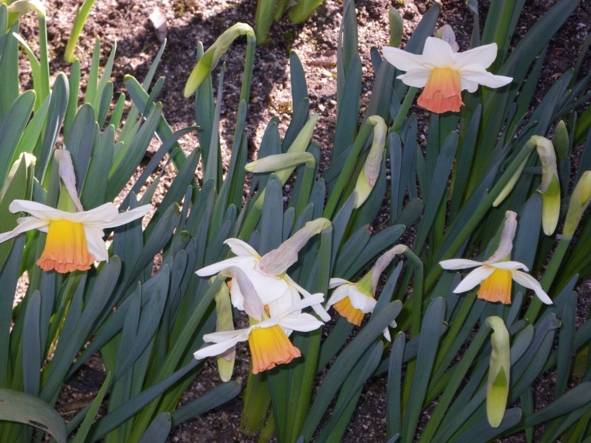 Нарцисс крупнокорончатый Эксент - фото 5