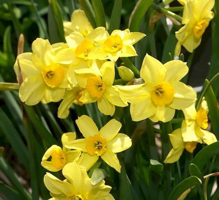 Нарцисс крупнокорончатый Эксент - фото 6