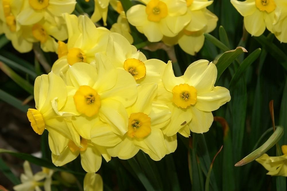 Нарцисс крупнокорончатый Эксент - фото 7