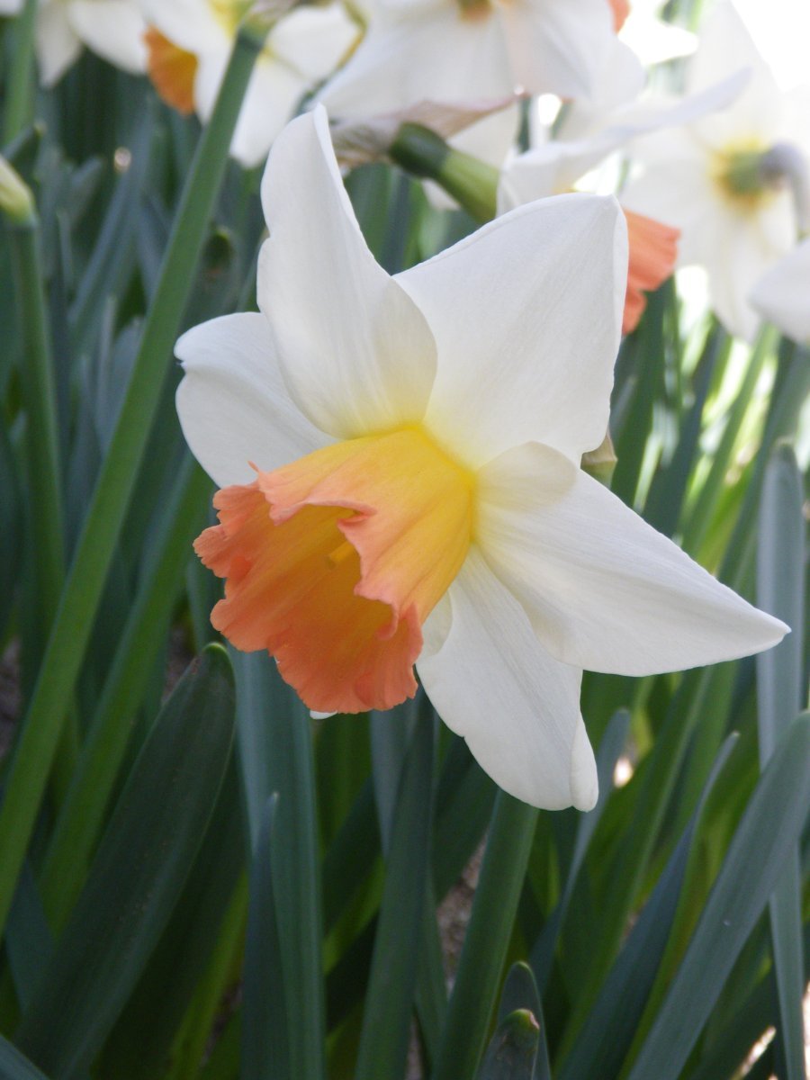 Нарцисс крупнокорончатый Эксент - фото 2