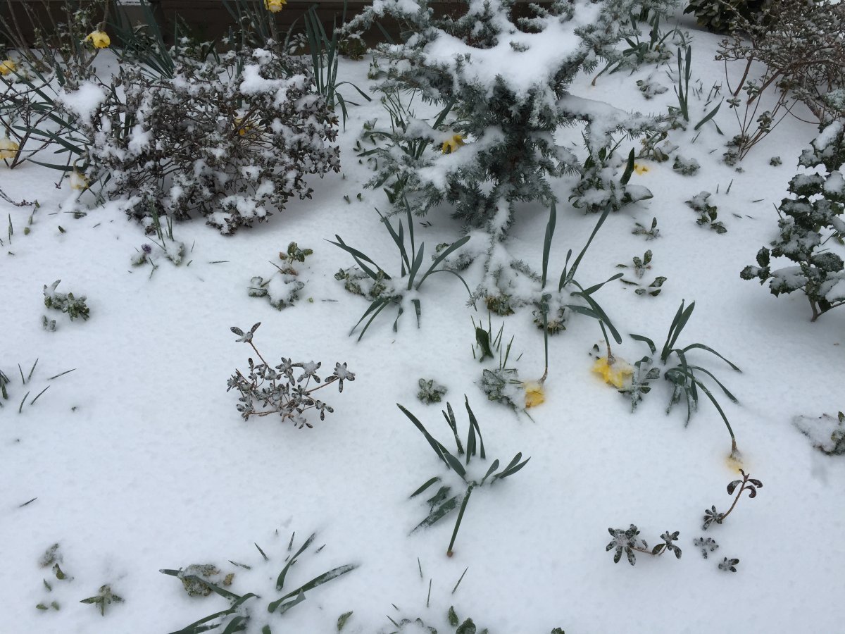 Нарцисс махровый Айс Кинг - фото 10