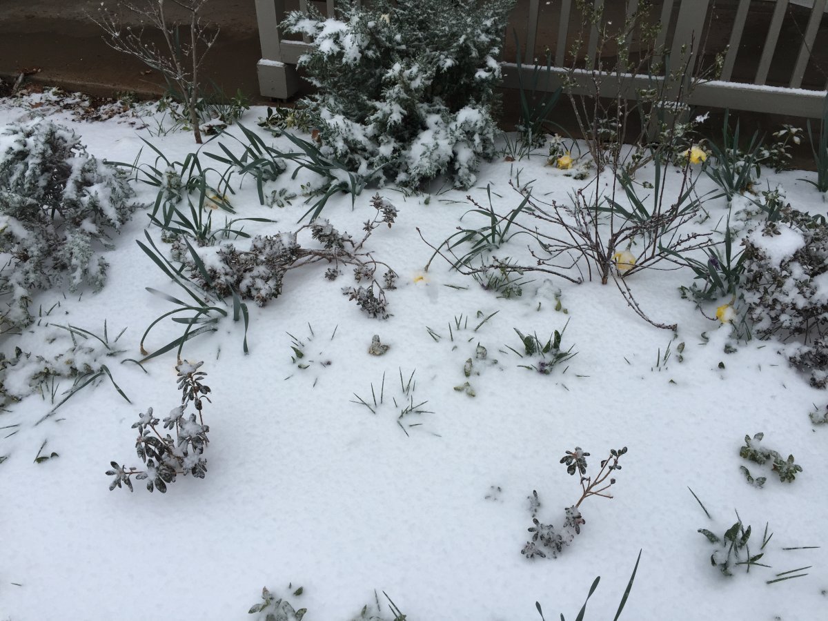 Нарцисс махровый Айс Кинг - фото 11