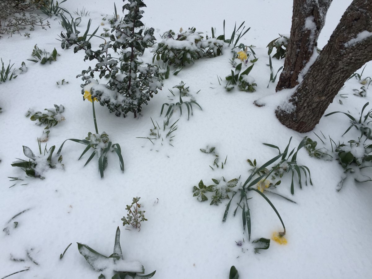 Нарцисс махровый Айс Кинг - фото 9