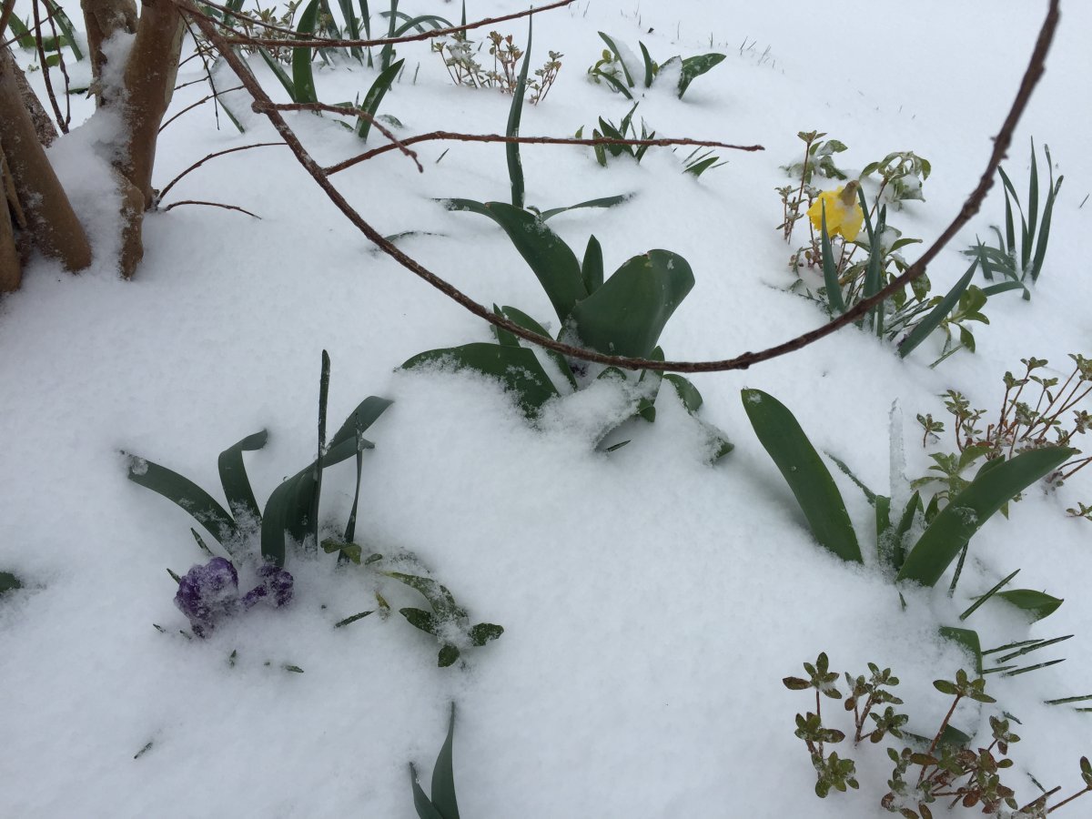 Нарцисс махровый Айс Кинг - фото 6