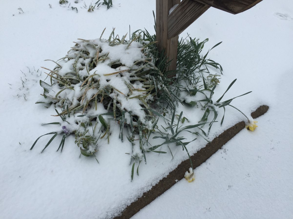 Нарцисс махровый Айс Кинг - фото 4