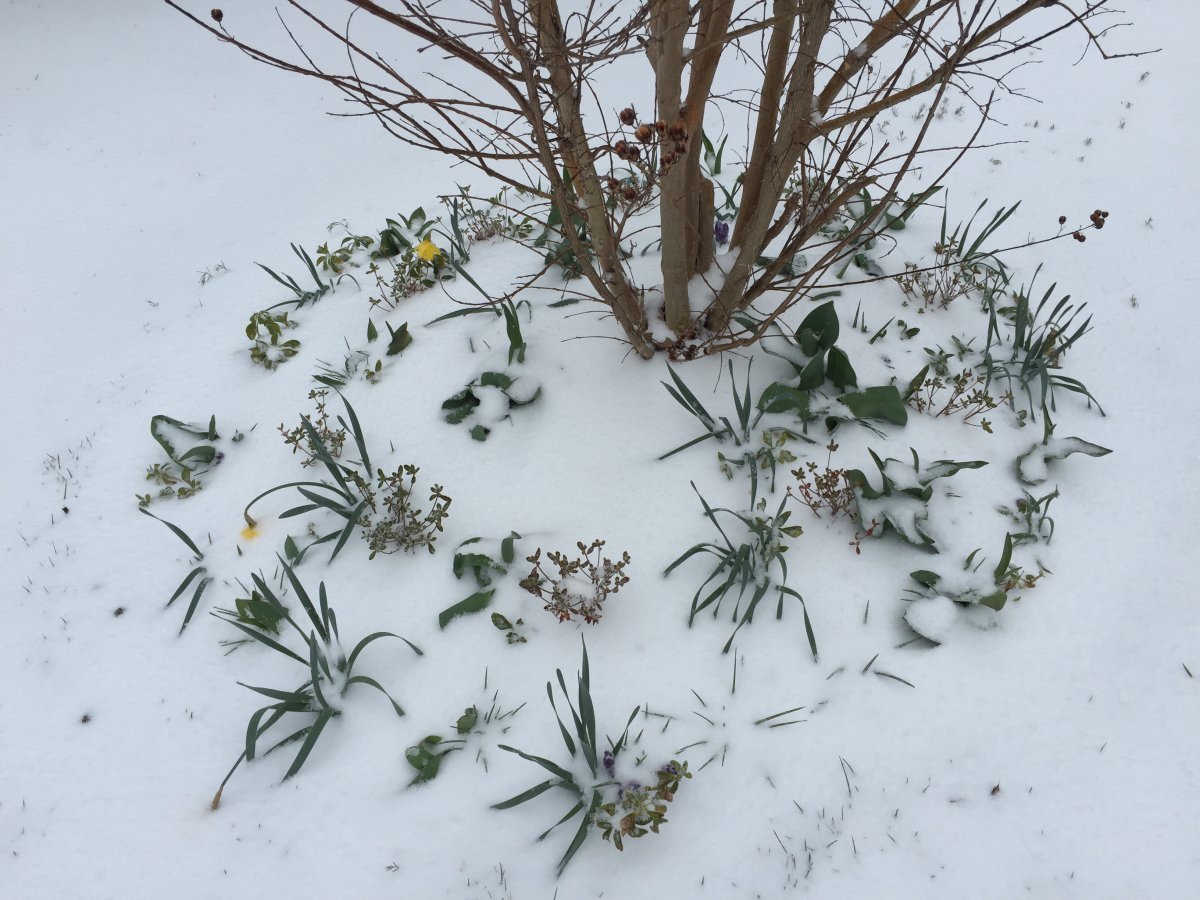 Нарцисс махровый Айс Кинг - фото 5