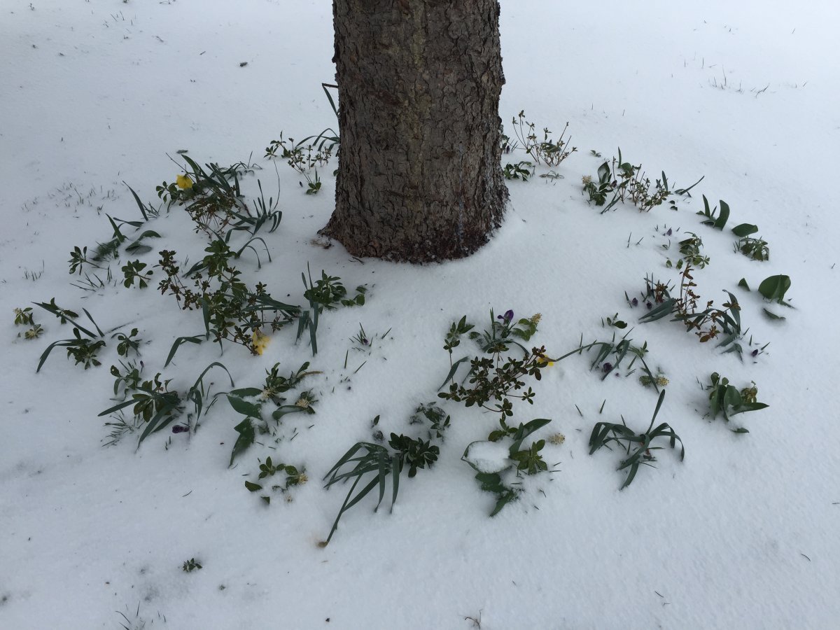 Нарцисс махровый Айс Кинг - фото 7