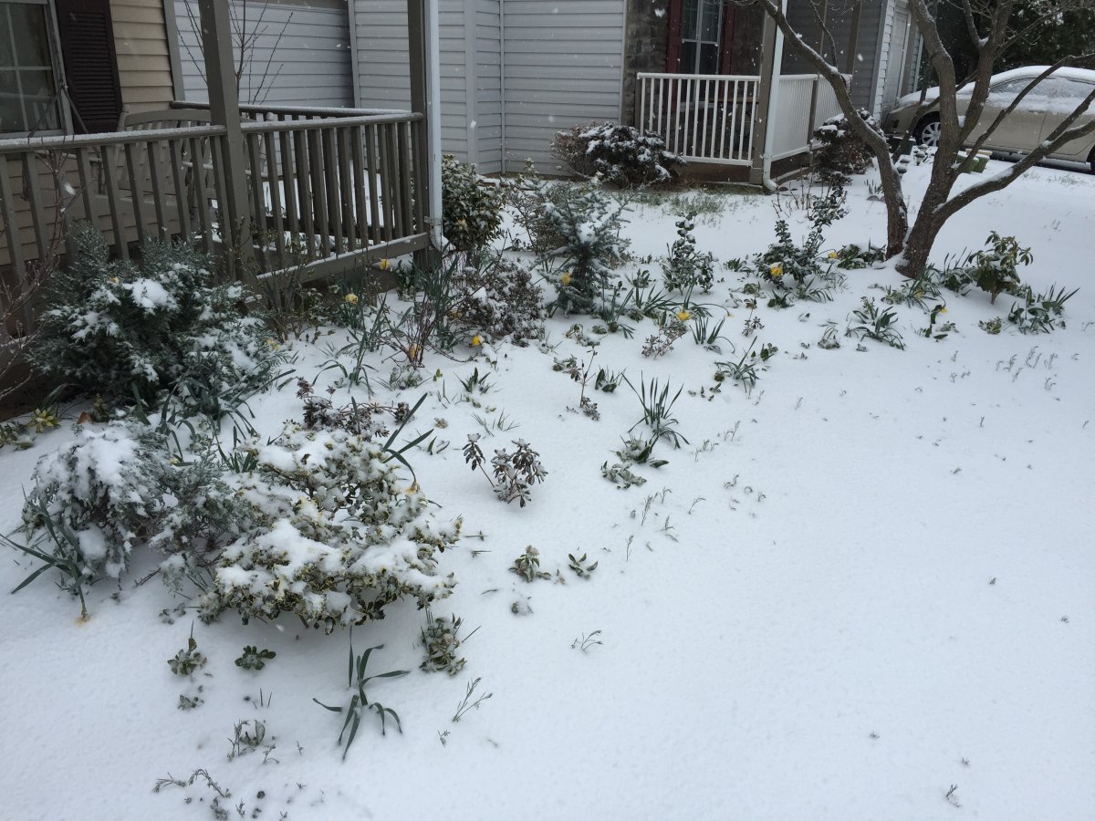 Нарцисс махровый Айс Кинг - фото 3