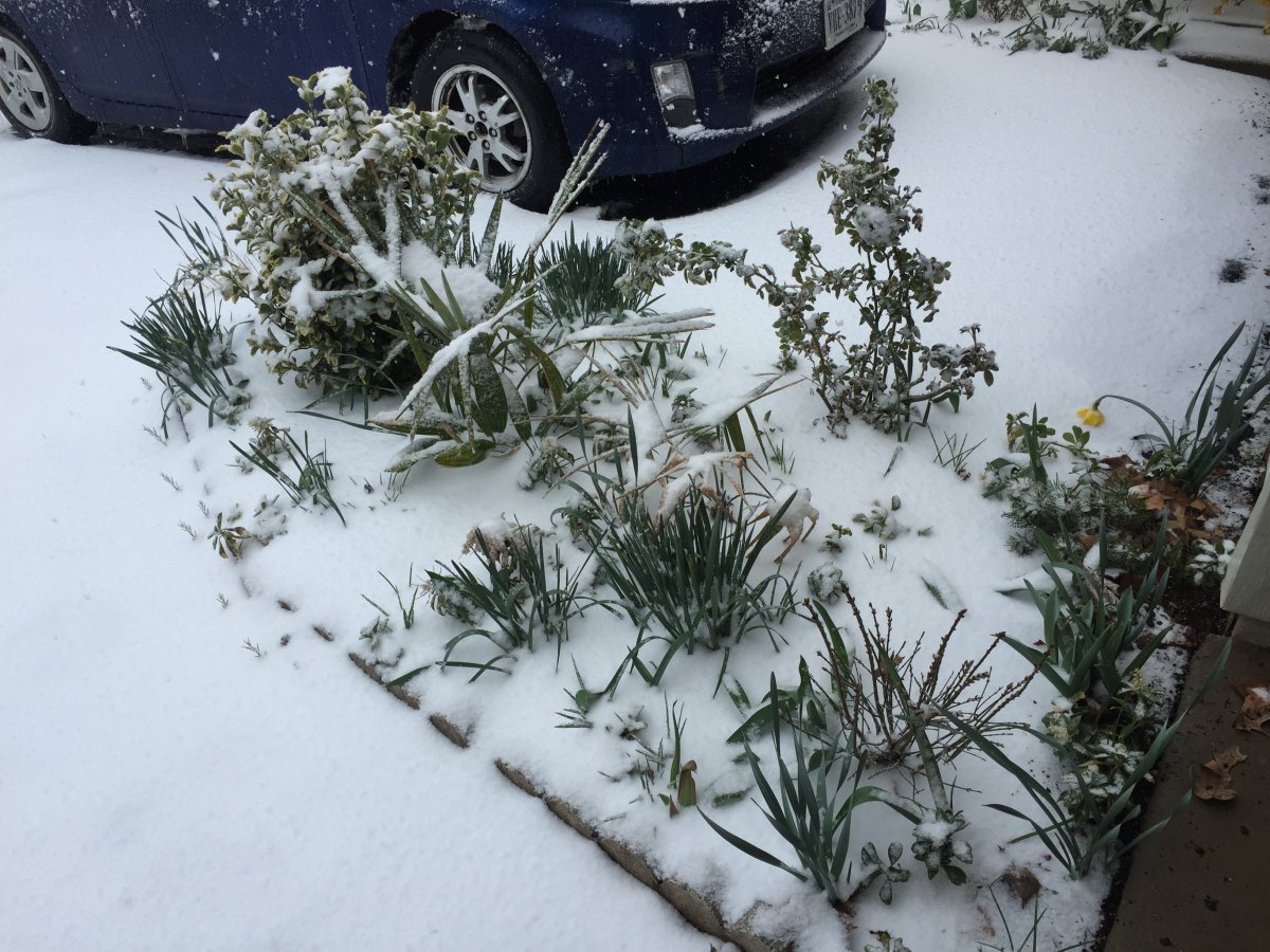 Нарцисс махровый Айс Кинг - фото 2