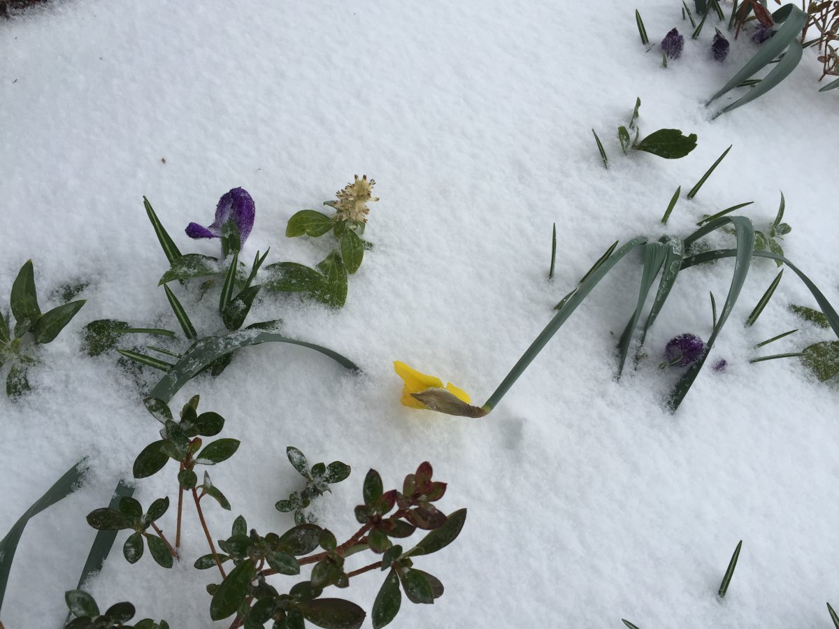 Нарцисс махровый Айс Кинг - фото 8