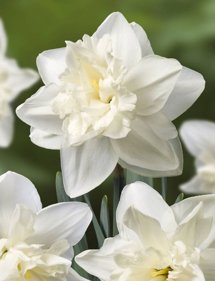 Нарцисс махровый Андроклесс