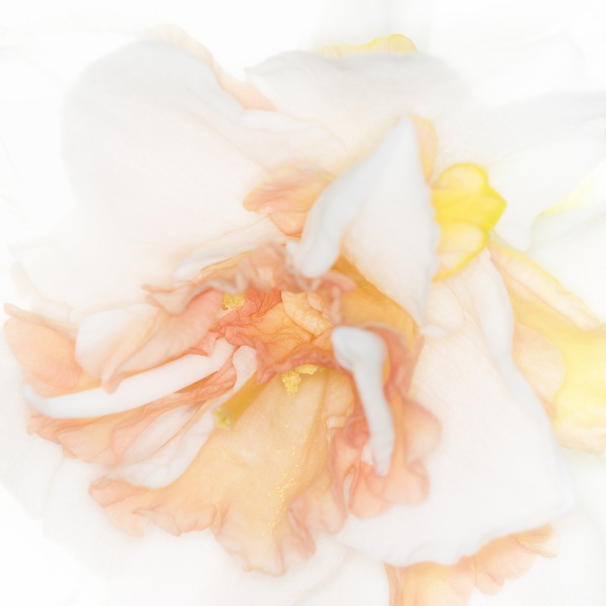 Нарцисс махровый Бридал Краун - фото 2