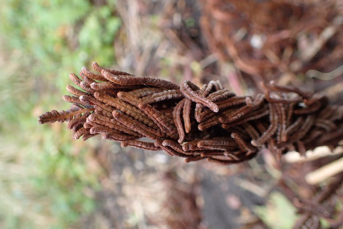 Страусник обыкновенный - фото 10