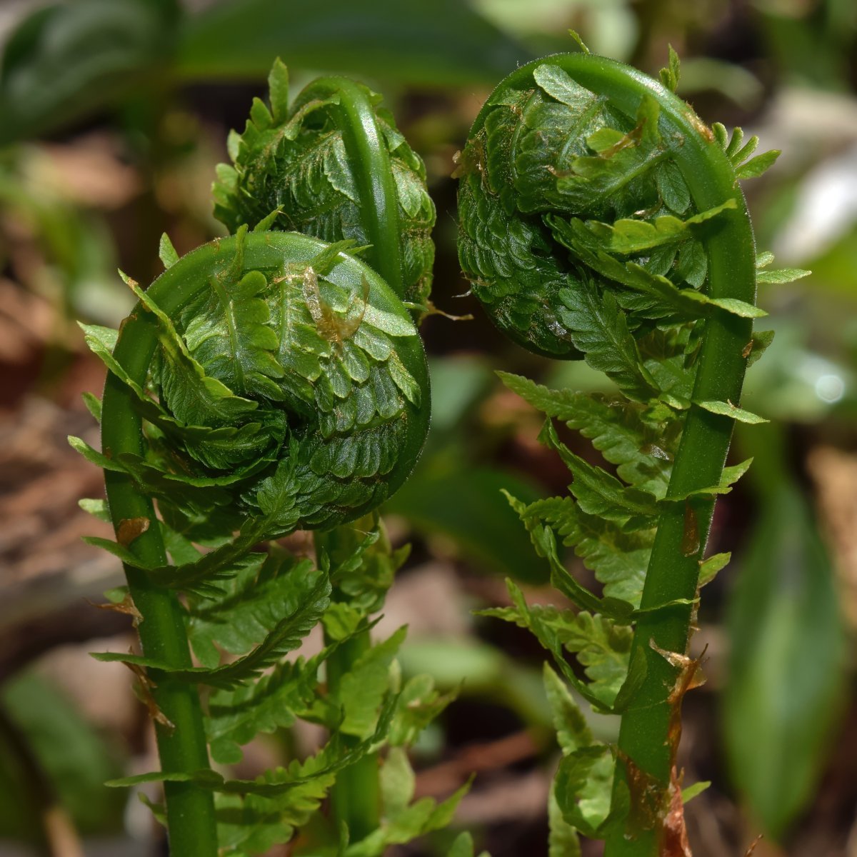 Страусник обыкновенный - фото 8