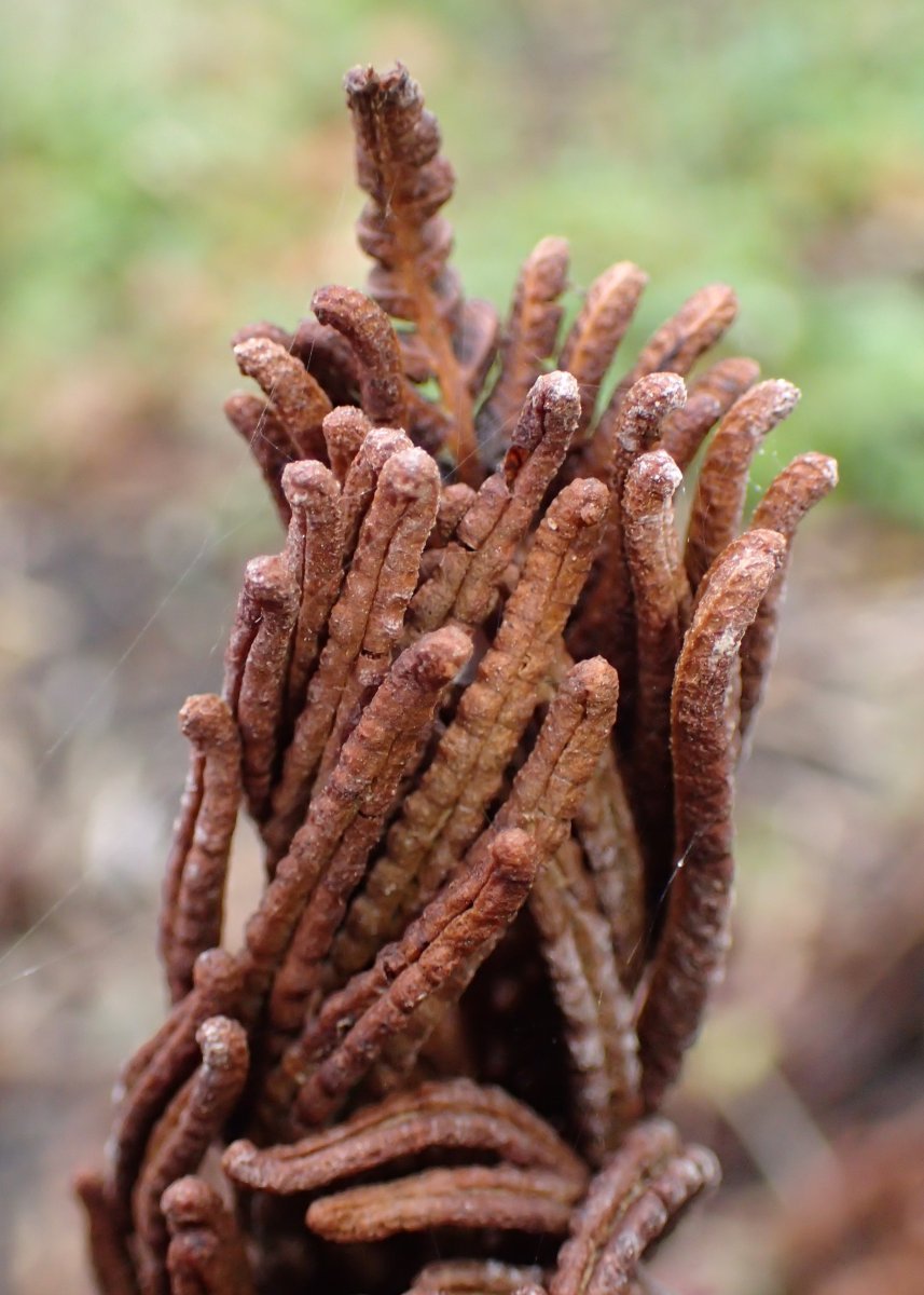 Страусник обыкновенный - фото 11