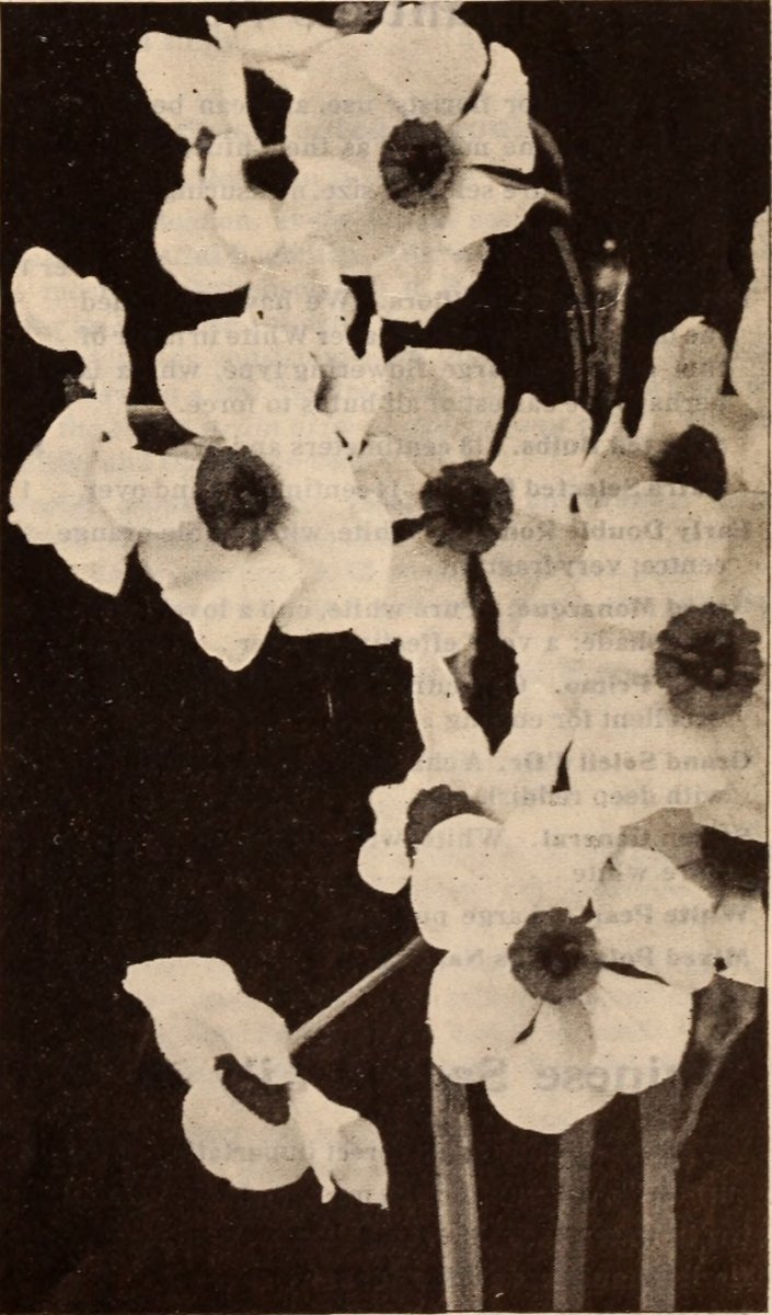 Нарцисс махровый Дабл Кампернель - фото 3