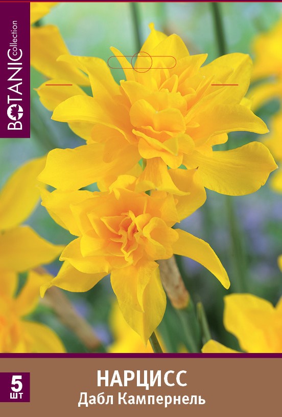 Нарцисс махровый Дабл Кампернель