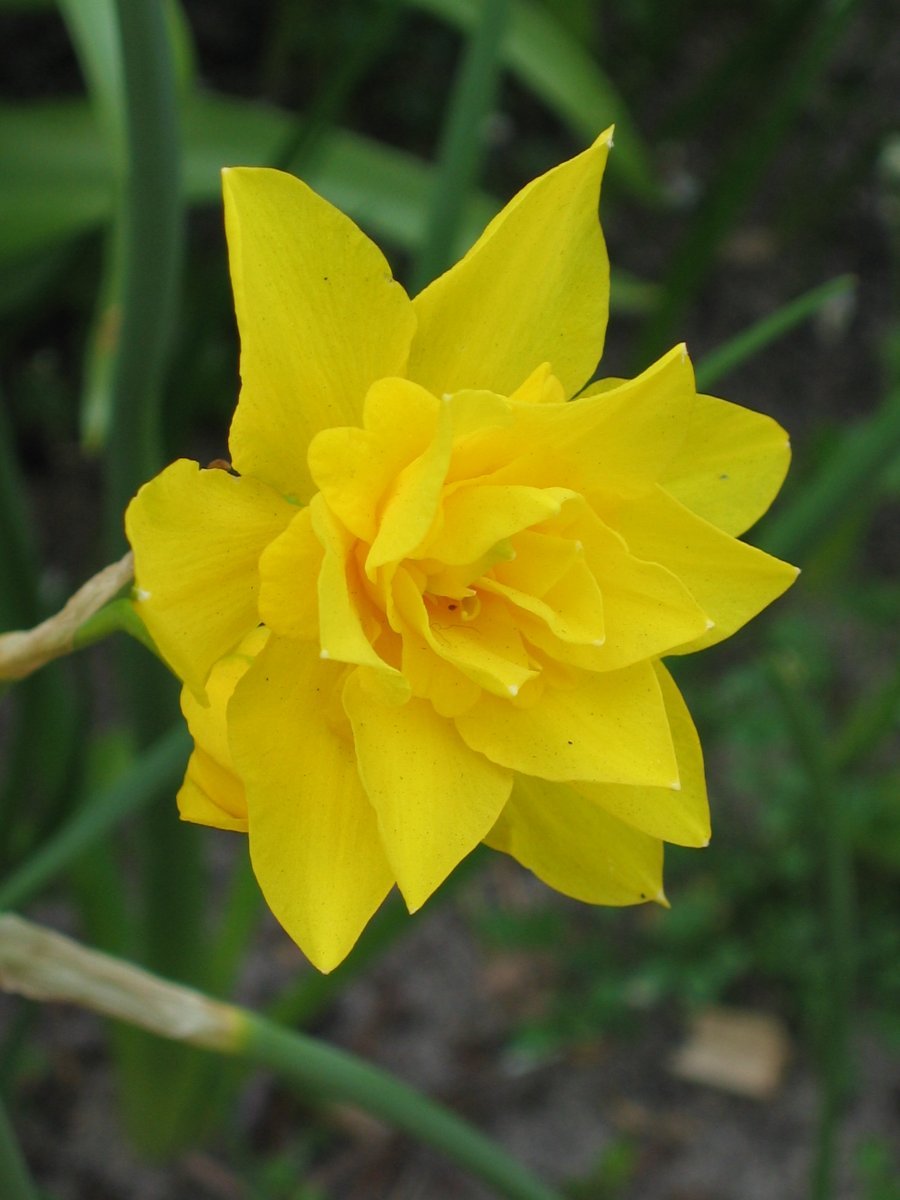 Нарцисс махровый Дабл Кампернель - фото 4