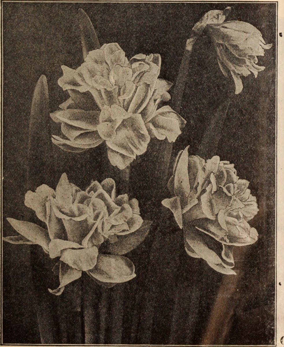 Нарцисс махровый Дабл Кампернель - фото 2